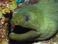 Green Moray Eel (Named Shredder) Long Key Lighthouse Atoll Belize C.A.