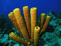Tube Sponges Long Key Lighthouse Atoll Belize C.A.