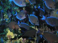 School of Blue Tangs Lighthouse Atoll Belize C.A.