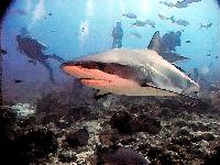 Fuax Water color of shark in Roatan