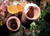 Two Arrow Crabs in Tube Sponges on the Wall Roatan Honduras