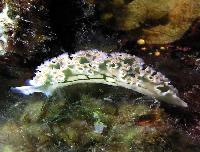 Letuce Leaf Sea slug Bahamas