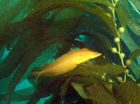 Kelp Fish Catalina California