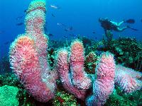 Purple Vase Sponges on reef in Roatan Honduras